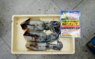 アオリイカ好調＼(^o^)／