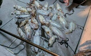 ナイトティップラン好調！