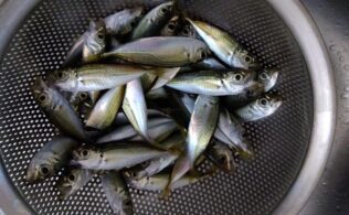 新長崎漁港　アジゴ好調！