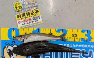 2025年11月14日　マゴチ　キス