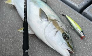 壱岐沖　ヒラマサ　11.7kg一匹