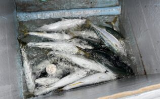 オフショア青物好調です♪