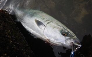 江ノ島沖　ヤズなど