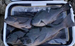 式見白瀬　クロ