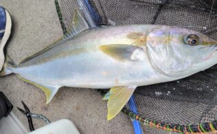 2025.12.10 玄界灘　ヒラマサ