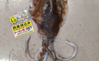 良型アオリイカのお持ち込み♪