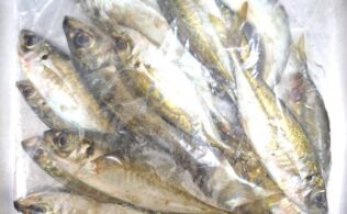 アジングでアジ好調♪