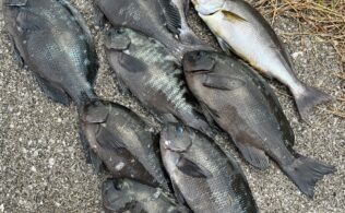 津久見沖磯　下げ潮でグレ好調！