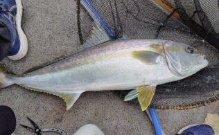 2025.12.17 落し込み　ヒラマサ他