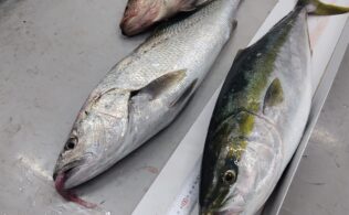 オオニベ・ブリ・オオモンハタ持ち込み！