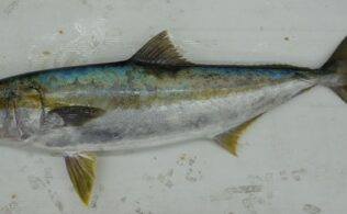 2025.12.12 玄界灘 ヒラマサ