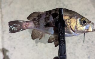 2025.12.16 糸島半島　メバル