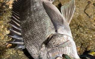 大村湾東部　チヌ 最大45cm程度が3匹