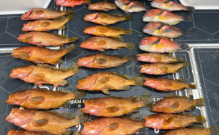 2025.12.18 玄界灘 根魚