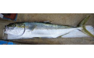 ヒラス　釣果情報