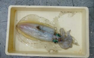 GOIGOI様のアオリイカ