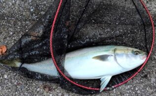 泳がせ釣りで青物！