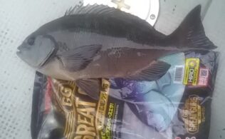 大村湾でグレ