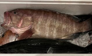 2025.12.7 玄界灘 根魚 青物