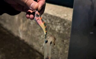 2025.12.20 博多湾　ヒイカ