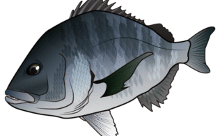 チヌ釣れ出しました！！　40後半から50オーバーまで！！