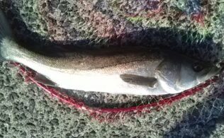 島原　シーバス　70cm程度が1匹