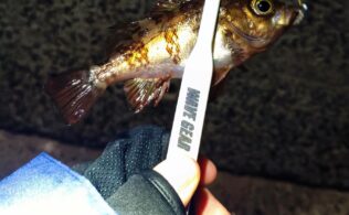 2026.2.6 糸島市漁港 メバル