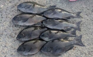 香焼沖磯　裸瀬　クロ