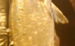 2026.2.13 福岡市漁港　スズキ