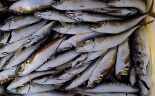 アジング好調♪