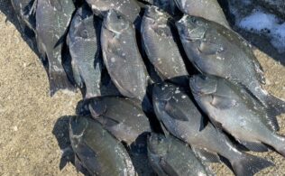 極寒でもクロは高活性？米水津にて良型クロ釣り♪