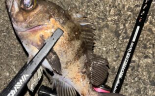 メバル釣れましたよ！！