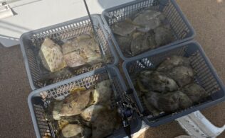 カワハギ祭り！