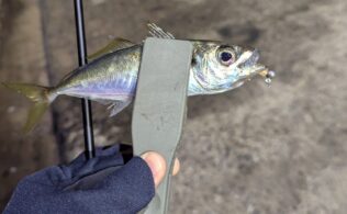 2026.2.4 糸島半島　アジ