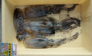 畝刈方面　アオリイカ