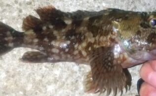 2026/2/17 福岡市漁港 カサゴ