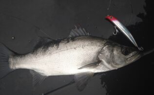 ヒラスズキ！！