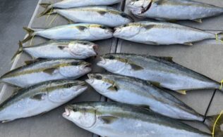 2026.2.3　玄界灘沖　青物