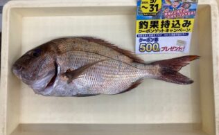 大瀬戸方面　マダイ