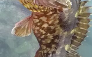 冬の定番、カサゴ