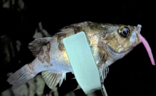 2026.2.15 糸島方面　アジ・メバル