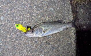 2026.2.7 市内河川　スズキ