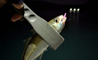 2026.2.5 唐津方面　アジ