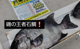 磯の王者石鯛の持ち込みです！！🔥