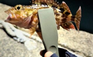 2026.2.8 糸島半島　アジ・メバル・カサゴ