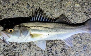 2026.2.9 市内河川　スズキ