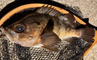 口之津方面　メバル　最大25cm前後が2匹