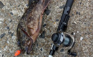 2026.2.11糸島半島　カサゴ