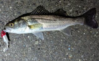 2026.2.10 市内河川 スズキ