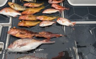 2026.2.16 玄界灘 真鯛・根魚等